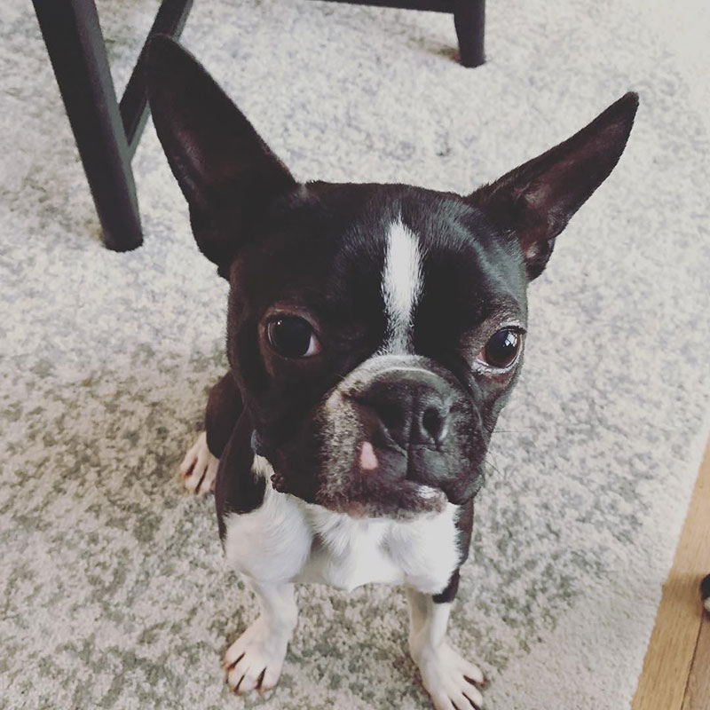 Rocky, a Boston Terrier sitting