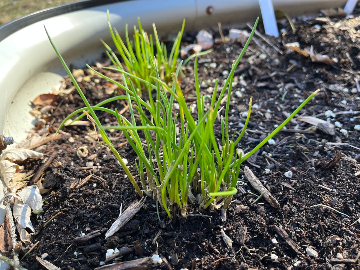 Two small chive plants close up. It's sunny, but still winter. They're bright green, but everything around them is dead and gray.